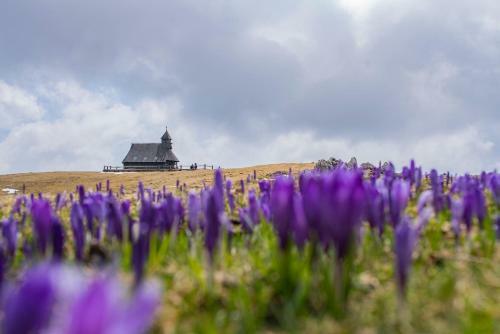 Ko?a Ojstrica - Velika Planina