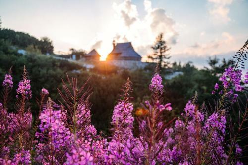 Ko?a Ojstrica - Velika Planina