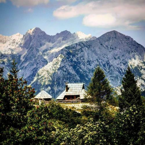 Ko?a Ojstrica - Velika Planina