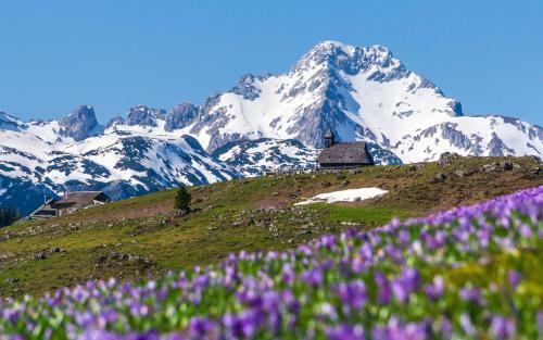 Ko?a Ojstrica - Velika Planina