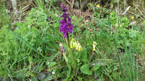 Bed & Breakfast Au Jardin Des Violettes