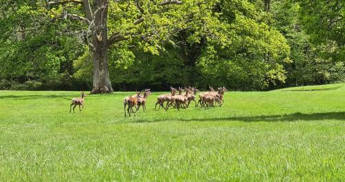 Park Farm Touring Caravan, Minstead, New Forest