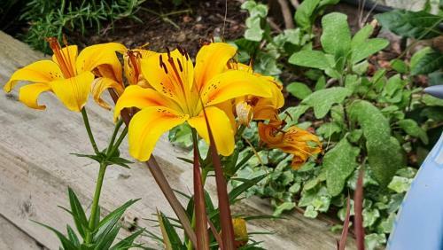 Cottage Grove Homestay Rooms