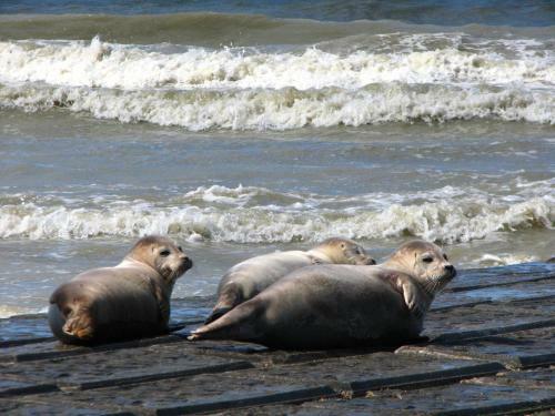 Villa Omaar Ruime Villa Aan Rand Van de Duinen