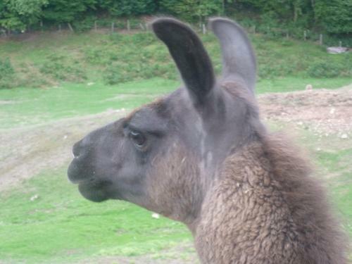 La Bruy�re Aux Lamas