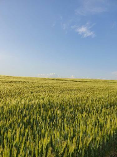 Apartment Altes Pfarrhaus In Plau Am See