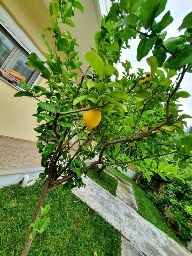 Apartamenty Rodzinne Kamena Vourla
