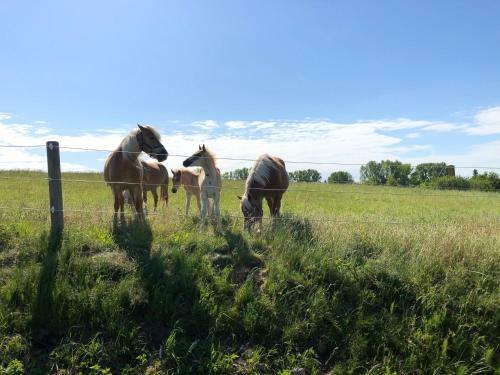 Apartamento Am Achterwasser Dorf 12