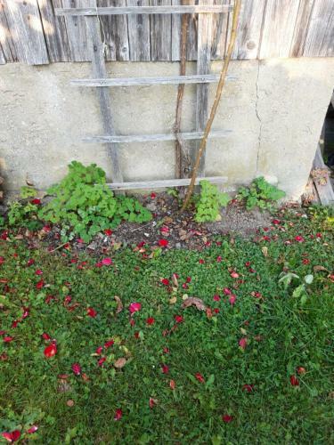 Apartamento Ferienwohnung Im Seidlerhof