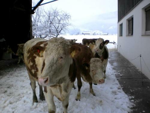 Agroturismo Waldsch�nau