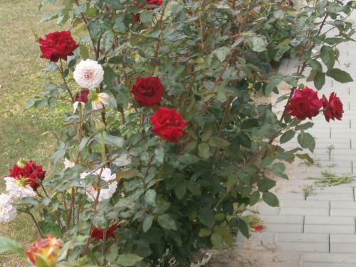Apartm�n Garden