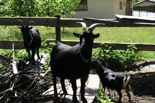 Agroturismo Haus Elisabeth - Wasnighof