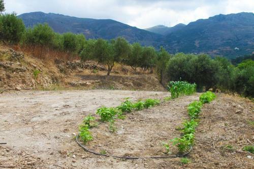 Agroturismo Petrakis Cretan Homes