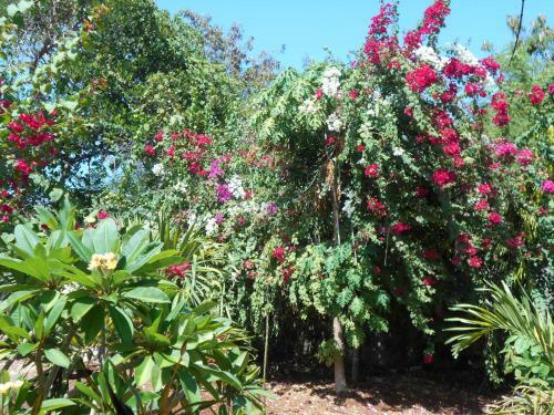 Hostal Jungle Flower Guest House