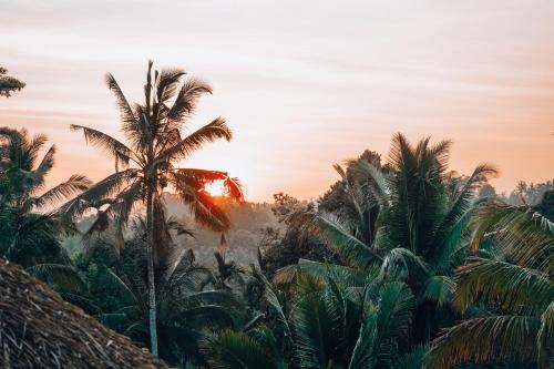 Lodge Bali Bamboo Jungle Huts And Hostel