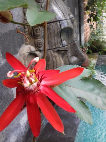 Villa Ketut Kartika