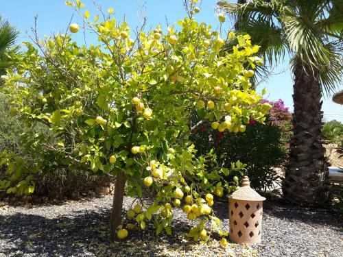 Finca Alqueria Fosca