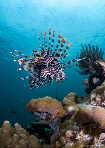 Hotel Forra Dive Resort Sunrise