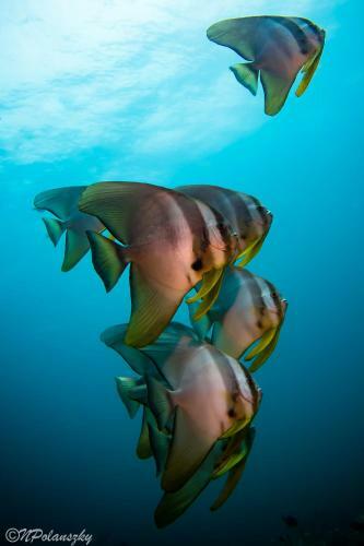 Hotel Forra Dive Resort Sunrise