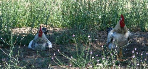 Agroturismo Aroggia Farm
