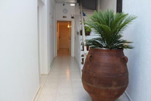 Carolina Apartments Crete