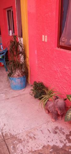 Apartamento Bungalows Mi Barrita