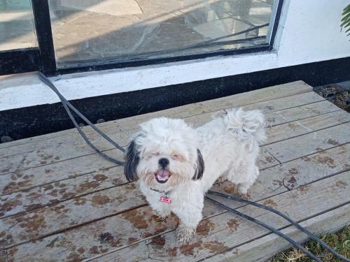 Hostal Hotel Para Perros Dog Season S