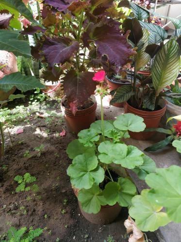 Bed & Breakfast Alojamiento Familiar Orquide@s