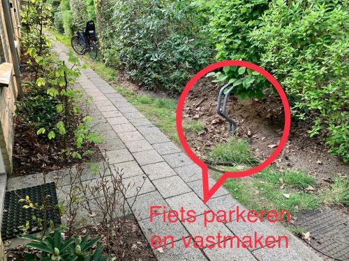 Wilde Moeflon, Geniet Van de Vrije Natuur!