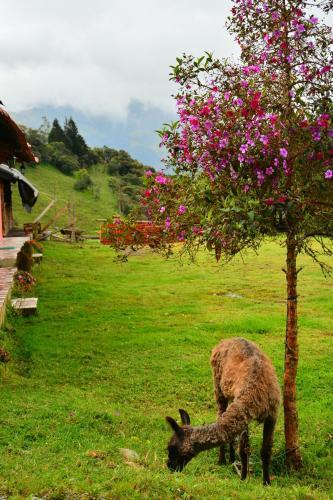 Lodge Hotel Orqu�deas Runtun