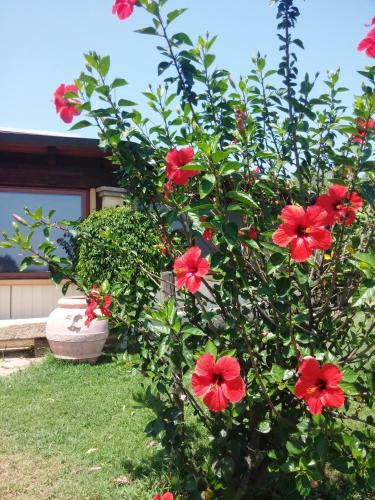 Bed & Breakfast Il Falconiere