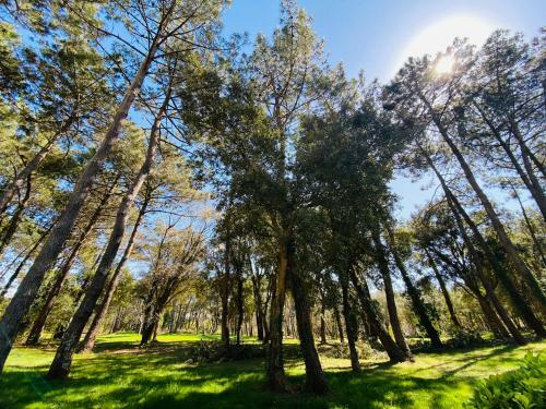 Apartamento Appartement T2 Golf de Pinsolle - Soustons