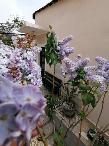 Apartamento Star Of The Sea 2