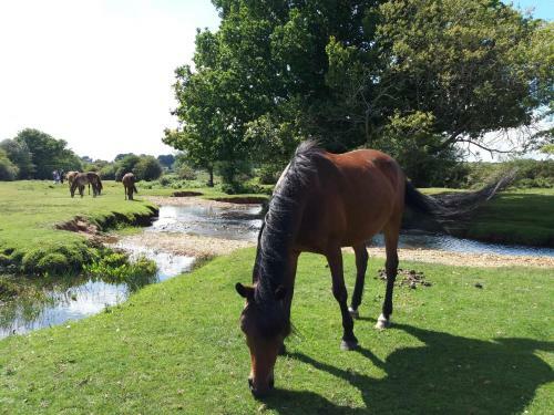 Apartamento Self Contained Studio The New Forest National Park