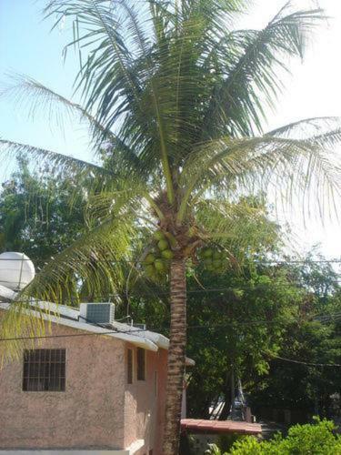 Hostal Guesthouse Juan Dolio