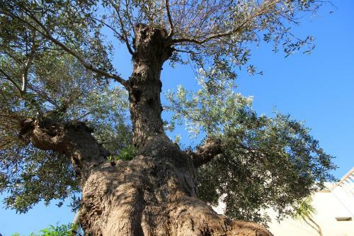 B&B Antiche Macine Del Salento