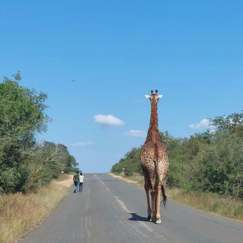 Leadwood Marloth, Kruger Park