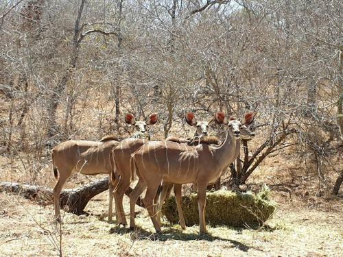 Leadwood Marloth, Kruger Park