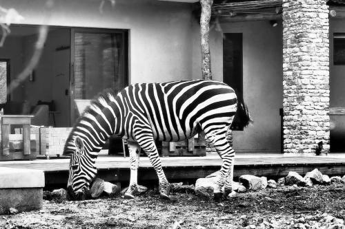 Leadwood Marloth, Kruger Park