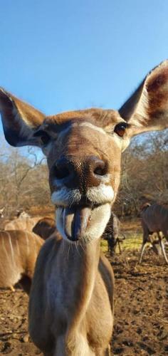 Leadwood Marloth, Kruger Park