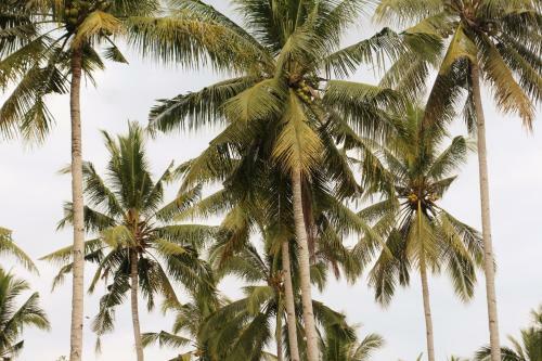 Albergue Jungle House - Surf & Stay