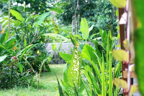 Albergue Jungle House - Surf & Stay