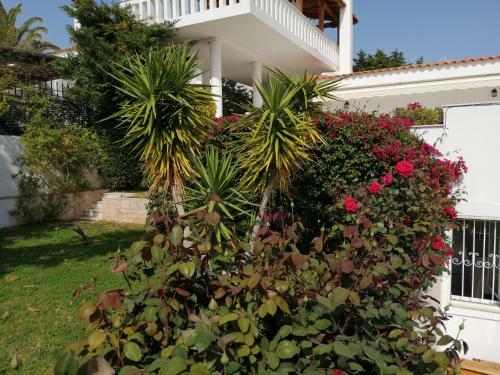 Apartamento Eleftheria Sea House