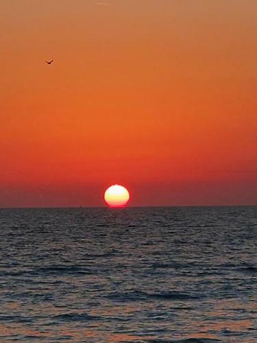 The Peach Flamingo On Sunset Beach