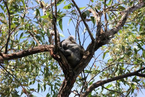 Big4 Koala Shores Holiday Park