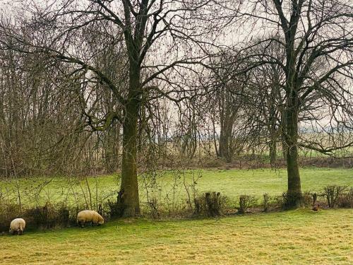 Zen In de Vlaamse Ardennen - Sesjans