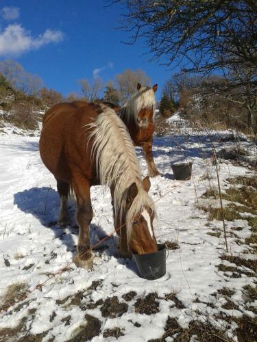 Agroturismo Ferme De Sejour Rebuffel