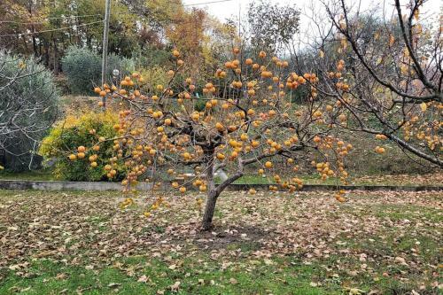 Apartamento Fattoria Calcarola
