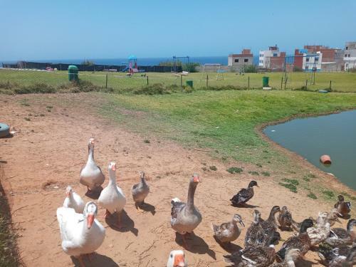 Apartamento Atlantic Ocean Resorts