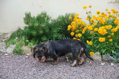 Bed & Breakfast La Marronni�re Des Gadeaux